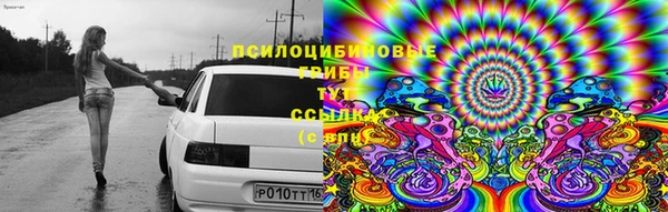 сатива Беслан